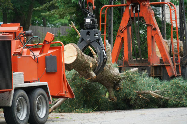 The Steps Involved in Our Tree Care Process in Lumber City, GA